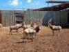 9 X YELLOW BLESBUCK M:9 (PAY PER PIECE TO TAKE ALL)
