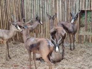 4 X BLACK SPRINGBUCK 14" M:4 (PAY PER PIECE TO TAKE ALL)