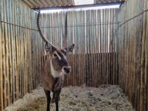 1 X WATERBUCK M:1