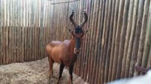 1 X RED HARTEBEEST M:1