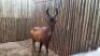 1 X RED HARTEBEEST M:1