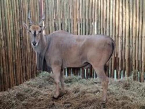 1 X ELAND M:1