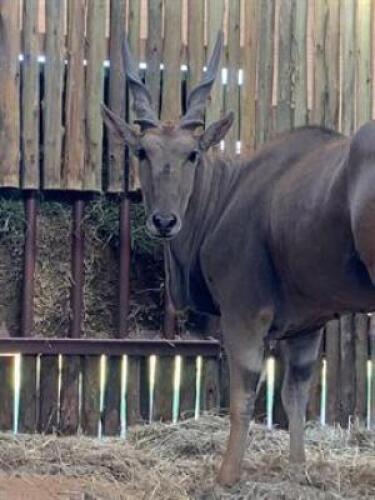 1 X ELAND M:1