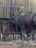 1 X ELAND M:1