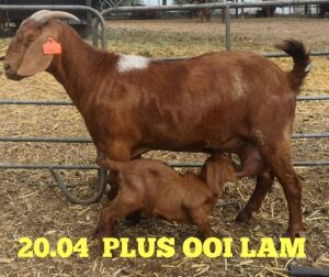 LOT 155 1X OOI/EWE Stephanie Hanekom POTENTIAL STUD