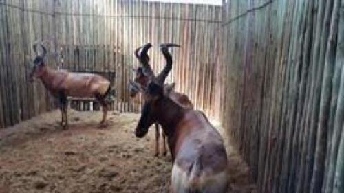 3 X RED HARTEBEEST M:3 (PAY PER PIECE TO TAKE ALL)