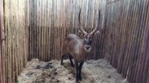 1 X WATERBUCK M:1