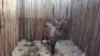 1 X WATERBUCK M:1