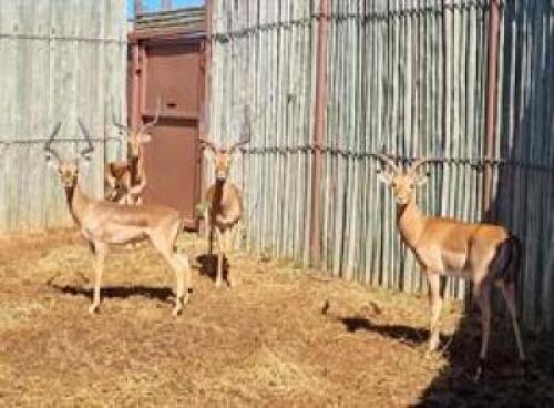 1 X IMPALA 22" WHITE TAPE M:1 (PAY PER PIECE TO TAKE ALL)