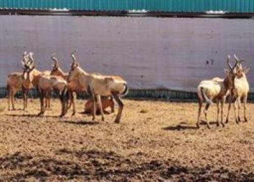 12 X RED HARTEBEEST FAMILY M:2 V/F:10 (PAY PER PIECE TO TAKE ALL)