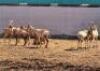 12 X RED HARTEBEEST FAMILY M:2 V/F:10 (PAY PER PIECE TO TAKE ALL)
