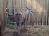1 X ELAND M:1