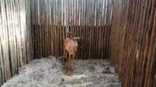 1 X IMPALA M:1