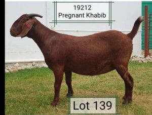 LOT 139 1X OOI/EWE Dhidejak Kalahari Reds FLOCK PREGNANT