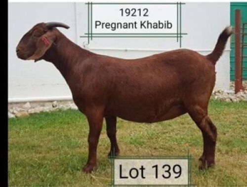 LOT 139 1X OOI/EWE Dhidejak Kalahari Reds FLOCK PREGNANT