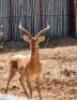 2 X IMPALA 24" RED TAPE M:2 (PAY PER PIECE TO TAKE ALL)