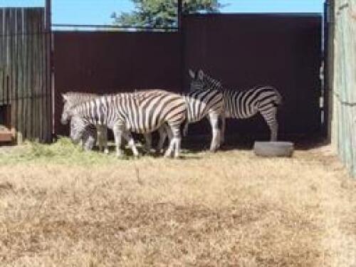 6 X ZEBRA FAMILY M:2 V/F:4 (PAY PER PIECE TO TAKE ALL)