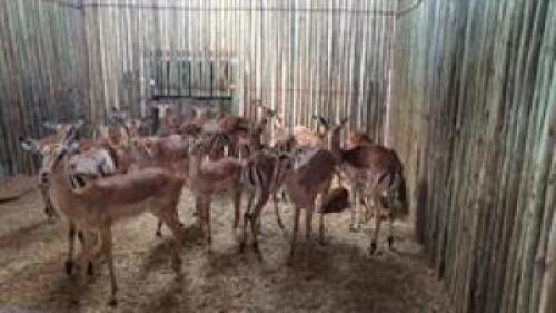 18+1 X IMPALA FAMILY M:4 V/F:14 (PAY PER PIECE TO TAKE ALL)