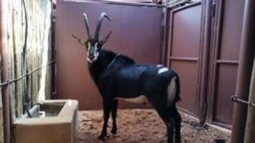 1 X SABLE 38" M:1