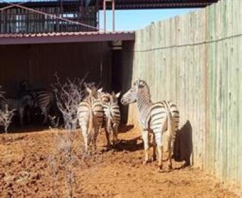 5+1 X ZEBRA FAMILY M:1 V/F:4 (PAY PER PIECE TO TAKE ALL)