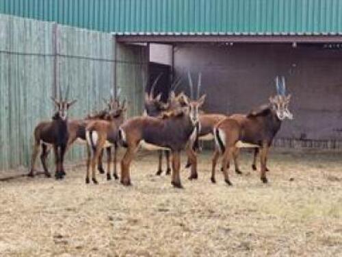 9 X SABLE FAMILY M:2 V/F:7 (PAY PER PIECE TO TAKE ALL)