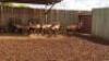 18 X RED HARTEBEEST FAMILY M:2 V/F:16 (PAY PER PIECE TO TAKE ALL)