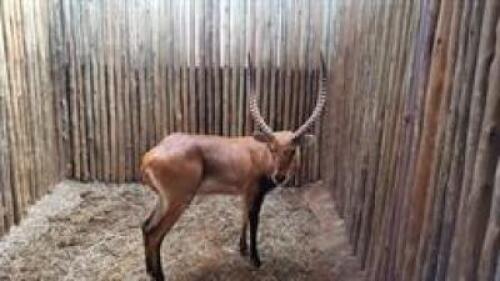 1 X LECHWE M:1