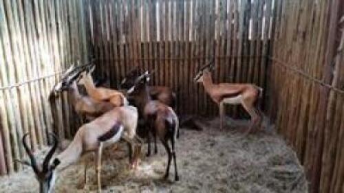 3 X SPRINGBUCK M:3 (PAY PER PIECE TO TAKE ALL)