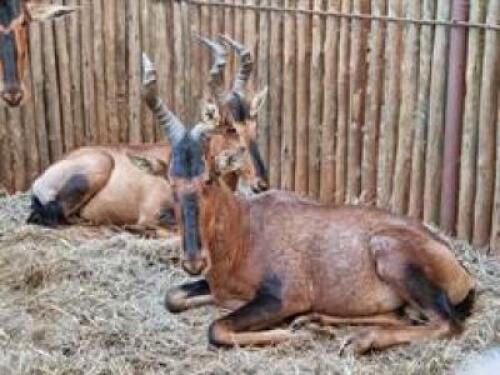 1 X RED HARTEBEEST ONE HORN M:1 (PAY PER PIECE TO TAKE ALL)