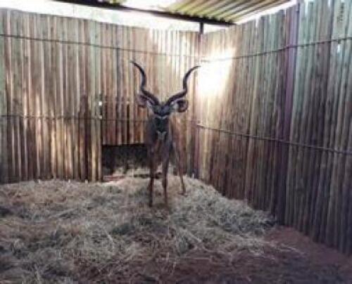 1 X KUDU M:1