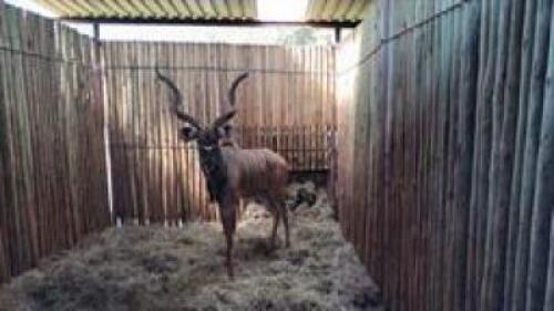 1 X KUDU M:1