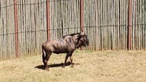 1 X BLUE WILDEBEEST M:1
