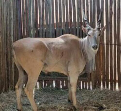 1 X ELAND M:1