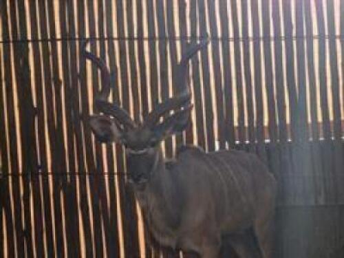 1 X KUDU M:1