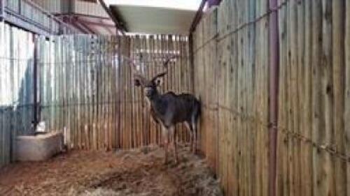 1 X KUDU M:1