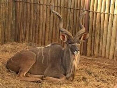 1 X KUDU M:1