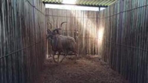 1 X KUDU M:1 