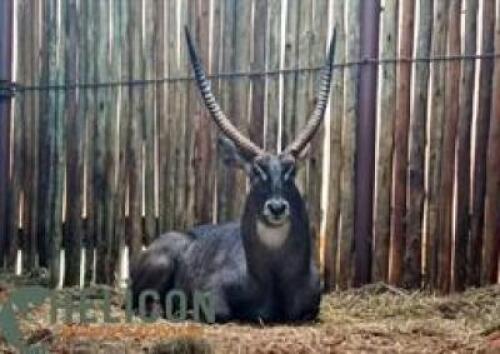 1 X WATERBUCK 32 4/8" M:1 