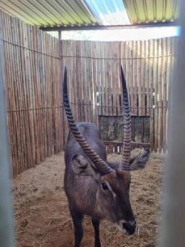 1 X WATERBUCK M:1 