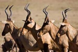 9 X RED HARTEBEEST FAMILY M:1 V/F:8 (PAY PER PIECE TO TAKE ALL)