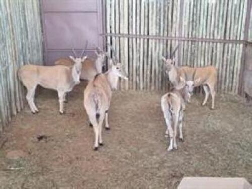 4+4 X ELAND FAMILY M:4 V/F:3 (PAY PER PIECE TO TAKE ALL)