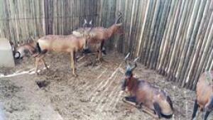 6 X RED HARTEBEEST FAMILY M:1 V/F:5 (PAY PER PIECE TO TAKE ALL)