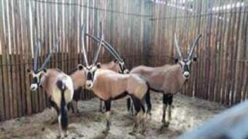 4 X ORYX FAMILY M:2 V/F:2 (PAY PER PIECE TO TAKE ALL)