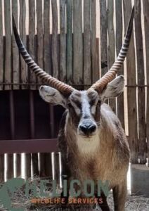 1 X WATERBUCK M:1