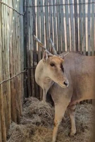 1 X ELAND M:1