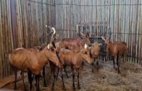 9 X RED HARTEBEEST FAMILY M:3 V/F:6 (PAY PER PIECE TO TAKE ALL)