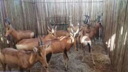 9 X RED HARTEBEEST M:5 V/F:4 (PAY PER PIECE TO TAKE ALL)