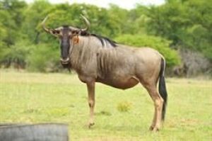 10 X WILDEBEEST (PAY PER PIECE TO TAKE ALL)