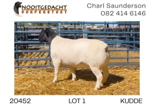 1X DORPER RAM FLOCK Nooitgedacht Dorperstoet