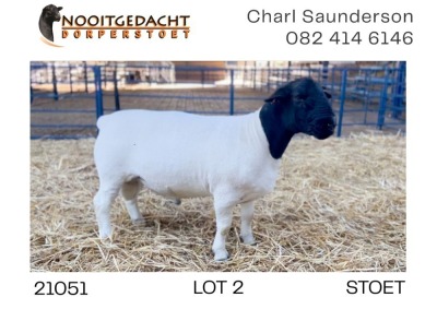 1X DORPER RAM STUD Nooitgedacht Dorperstoet